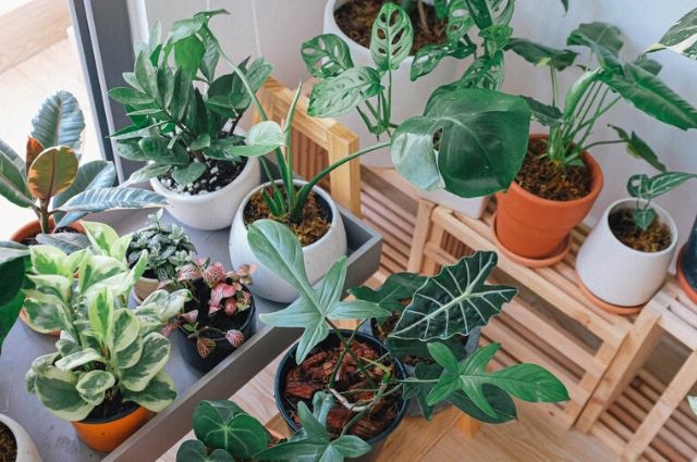 Several kinds of indoor plants over wood table