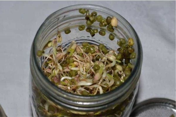 Bean Sprouts