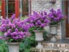 Bush with Purple Flowers