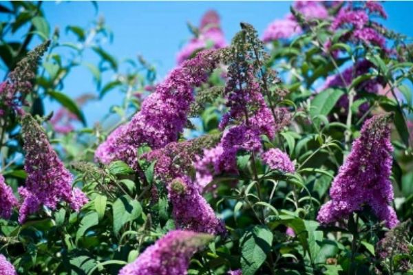 Butterfly Bush