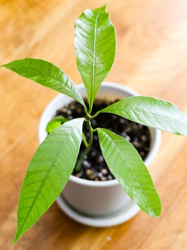 Grow Mango from Seed