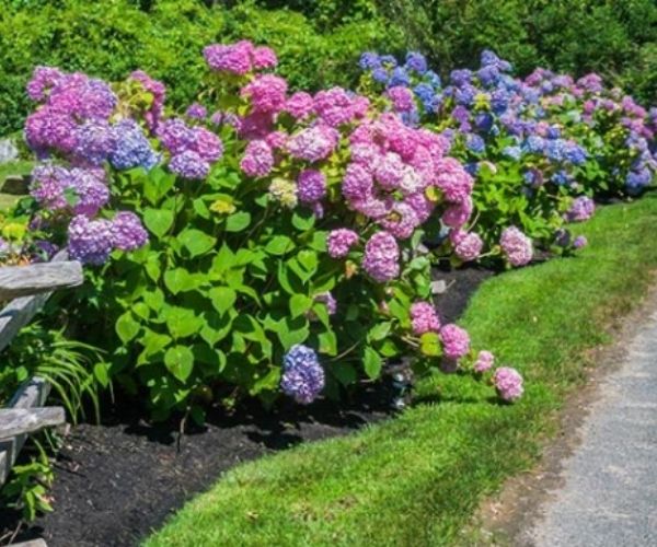 Hydrangea