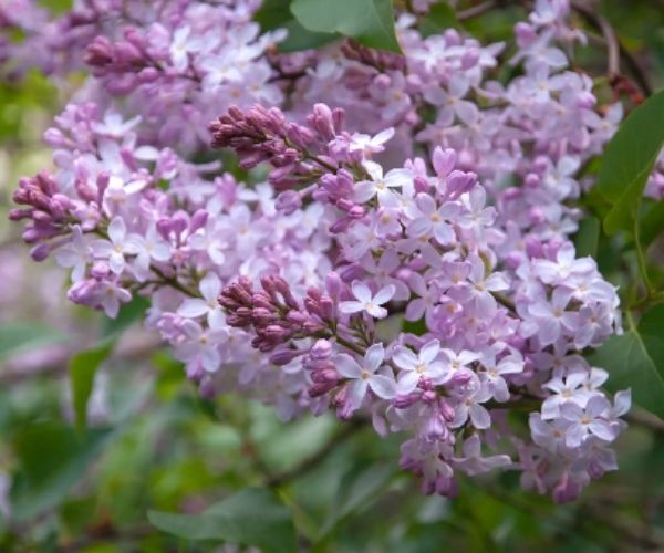 Lilac Bushes