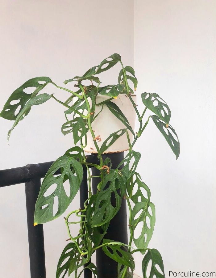 Monstera Adansonii Plant