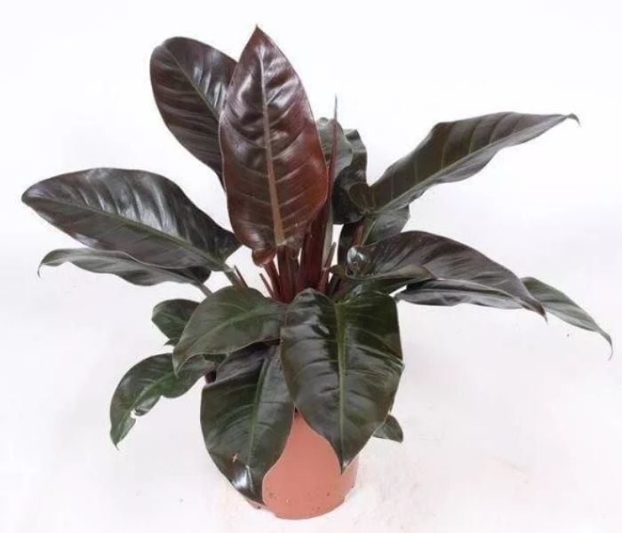 Philodendron Imperial Red Indoor Plant