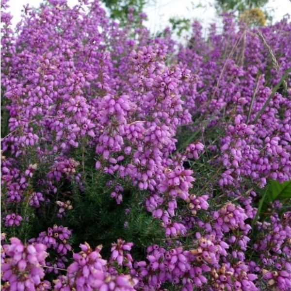 Purple Bell Heather