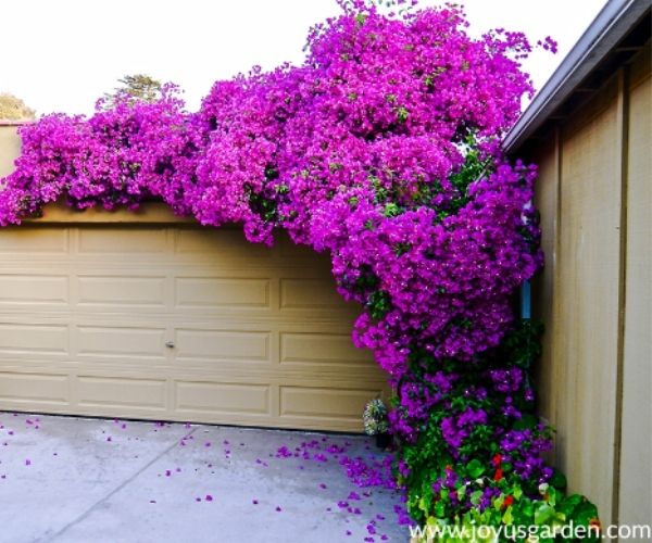 Purple Queen Bougainvillea