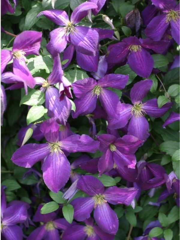 Purple Bush Clematis