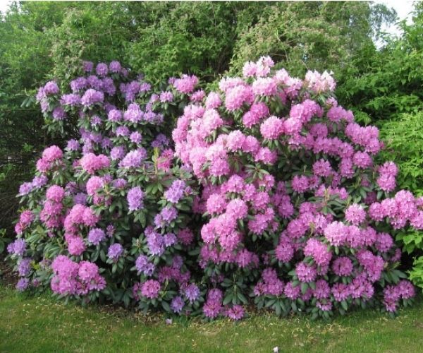 Purple Rhododendron