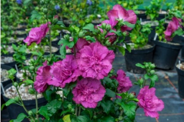 Purple Rose of Sharon