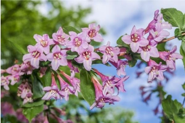 Purple Weigela