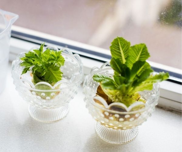 Regrow Lettuce from Scraps