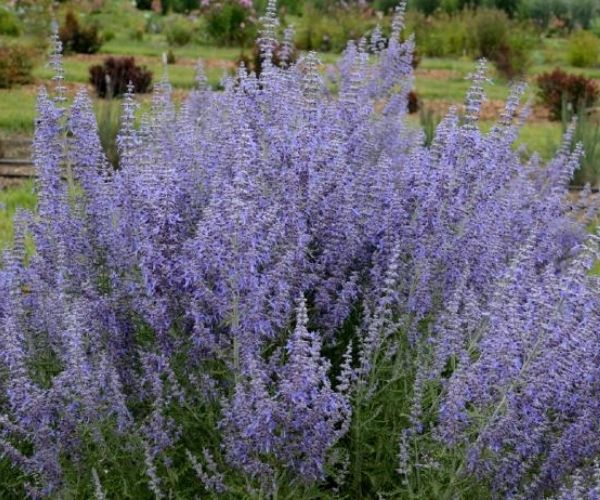 Russian Sage