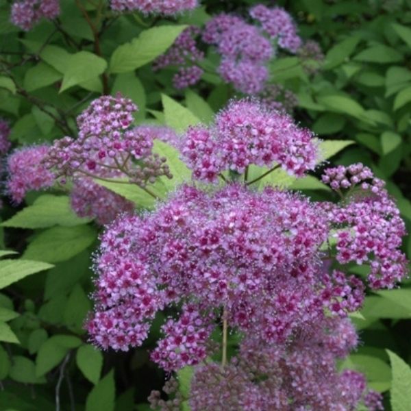 Spiraea Japonica