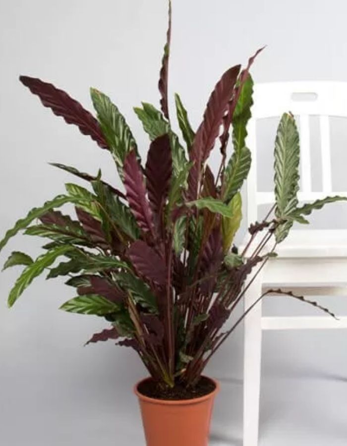 Velvet Calathea Indoor Plant