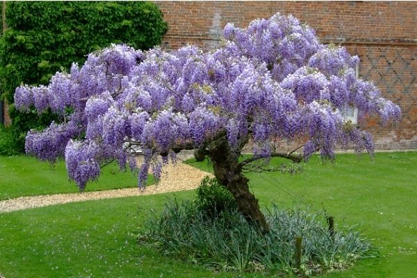 Wisteria